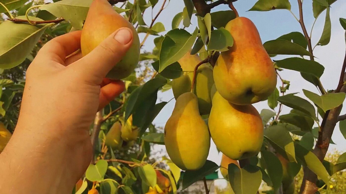 Якщо правильно формувати грушу, то вона буде компактнішою та плоди буде діставати легше