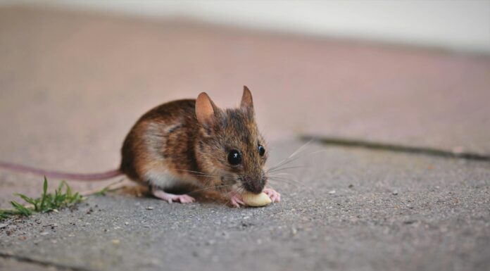 Як позбутись від гризунів у домашніх умовах без хімії