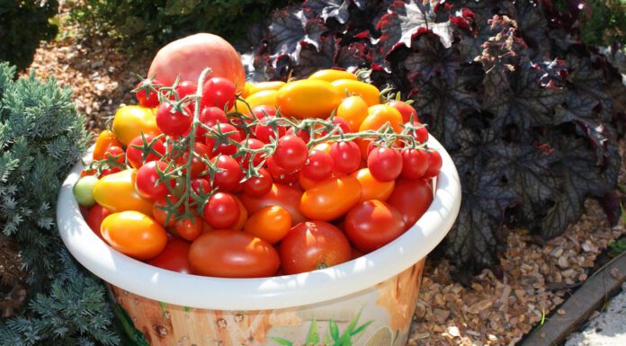 Золу та перегній не даю ні восени, ні навесні: 4 найкращих способи підживлення ґрунту для щедрого врожаю Агрономи порадили 4 способи підживити ґрунт без золи та перегною