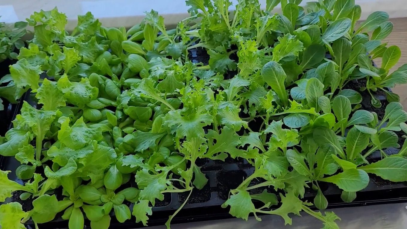 Не варто давати розсаді надто багато добрив, бо завжди краще трішки недогодувати, ніж перегодувати