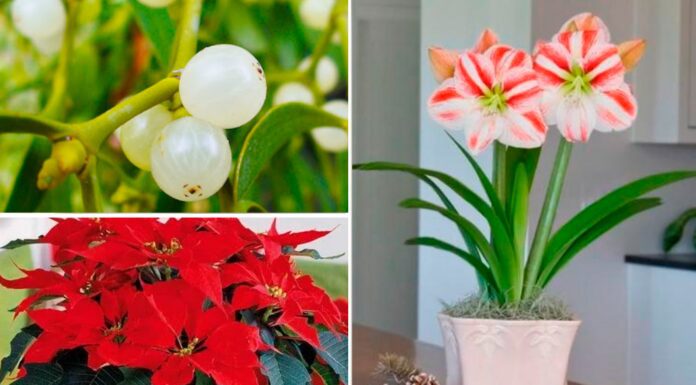 Різдвяні квіти, що несуть загрозу оточенню