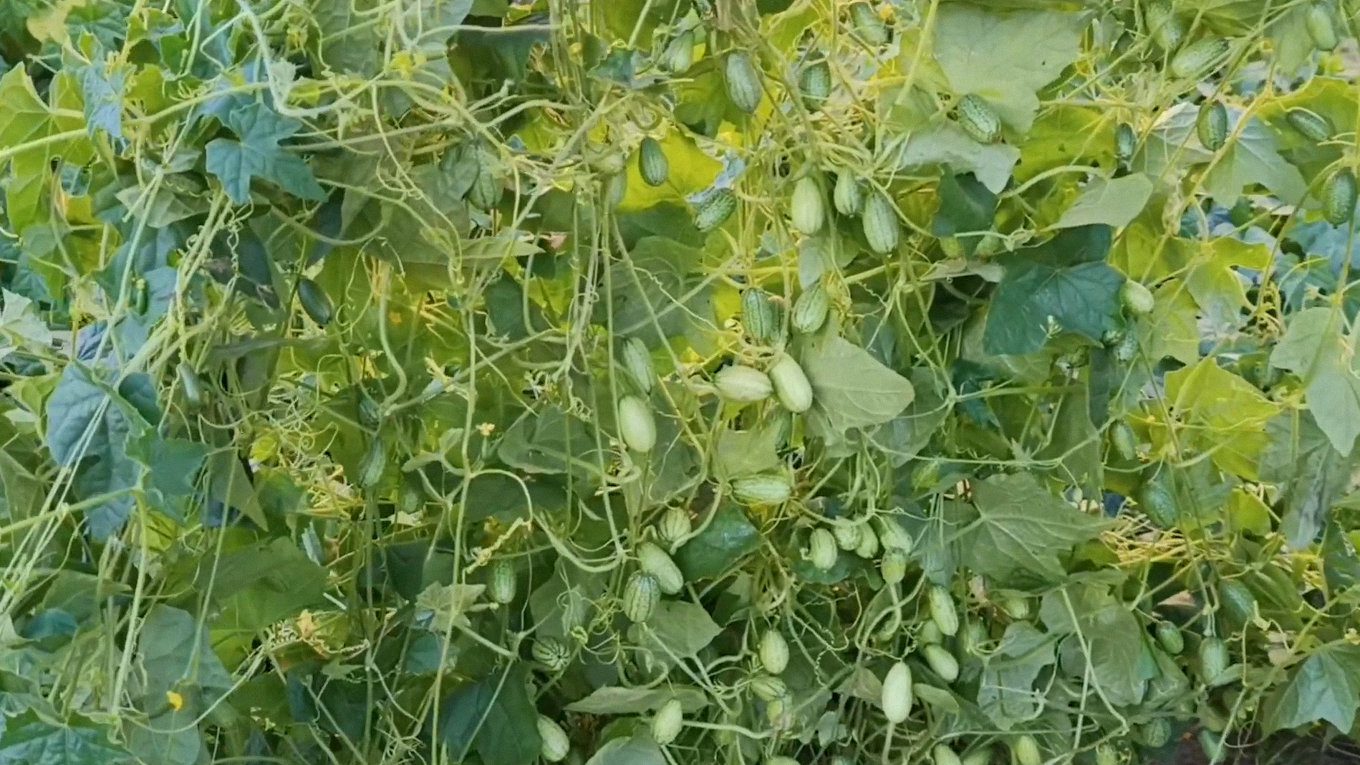 Мелотрія швидко перетворює грядку на джунглі, обплітає сусідів і легко розмножується самосівом