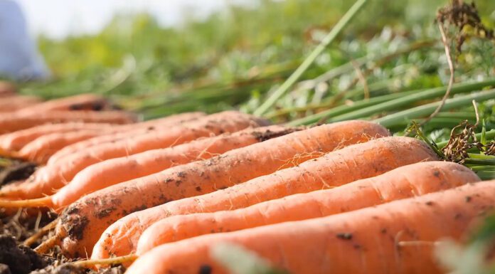 Цей сорт моркви я посаджу першим у 2026 році: зберігається до літа і солодка, як цукерка. Даю назву Городники порадили лежкий солодкий сорт моркви для раннього посіву у 2026 році