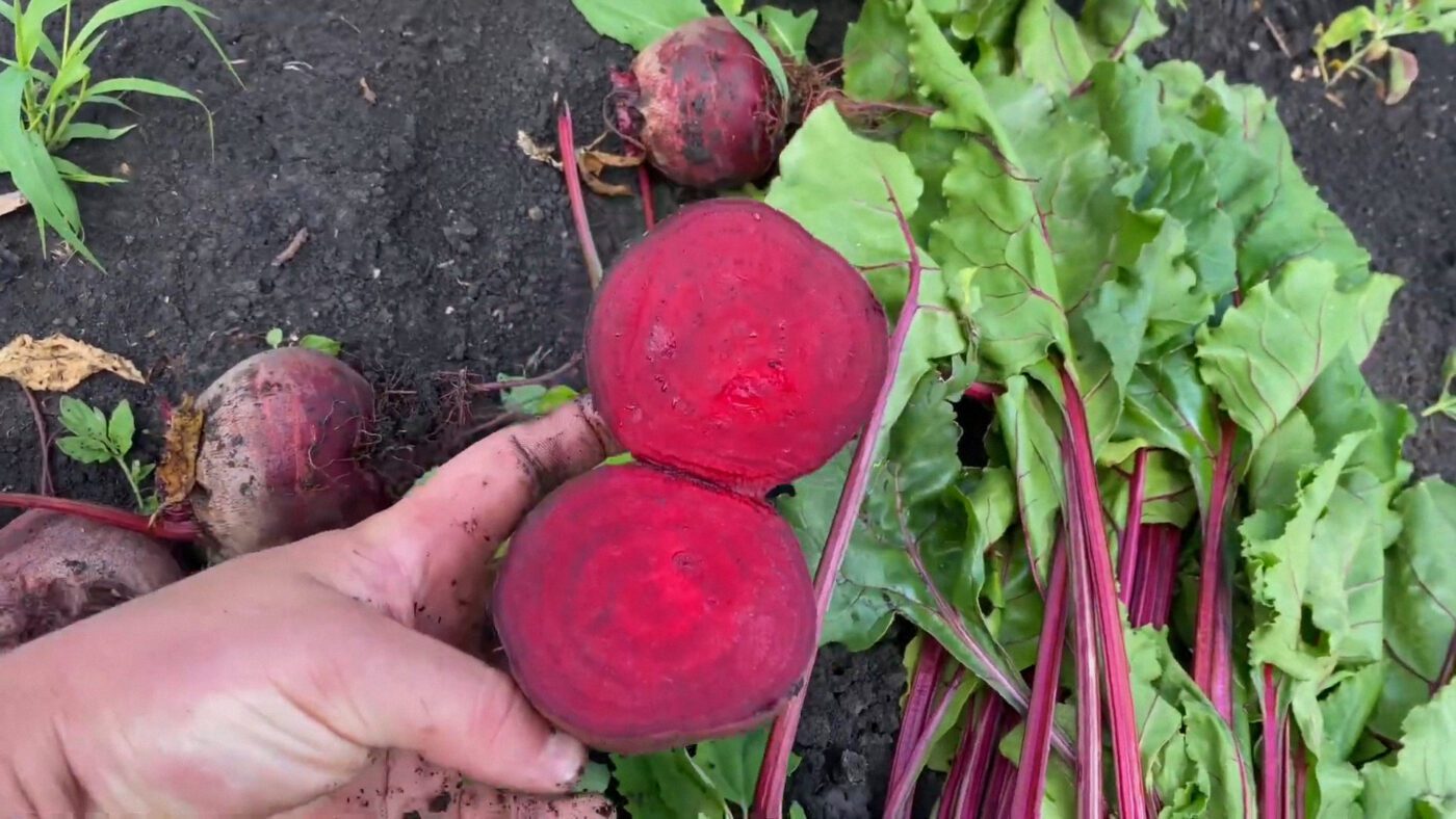 Топ-3 солодкі сорти буряка, які варто садити цьогоріч