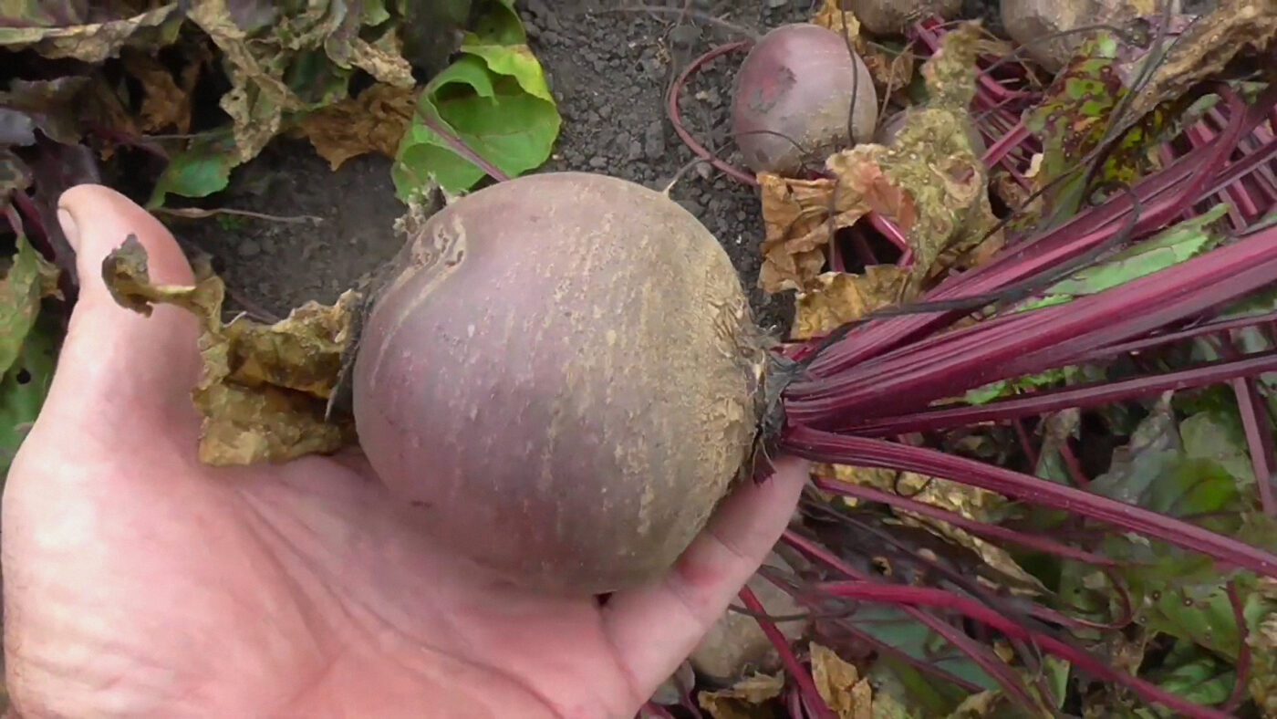 Городники порадили 2 врожайні та смачні сорти червоного буряка