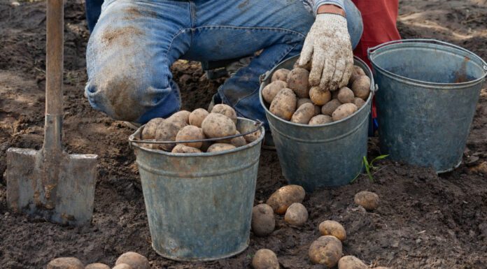 Агрономи порадили 4 найсмачніші сорти картоплі для смаження та пюре