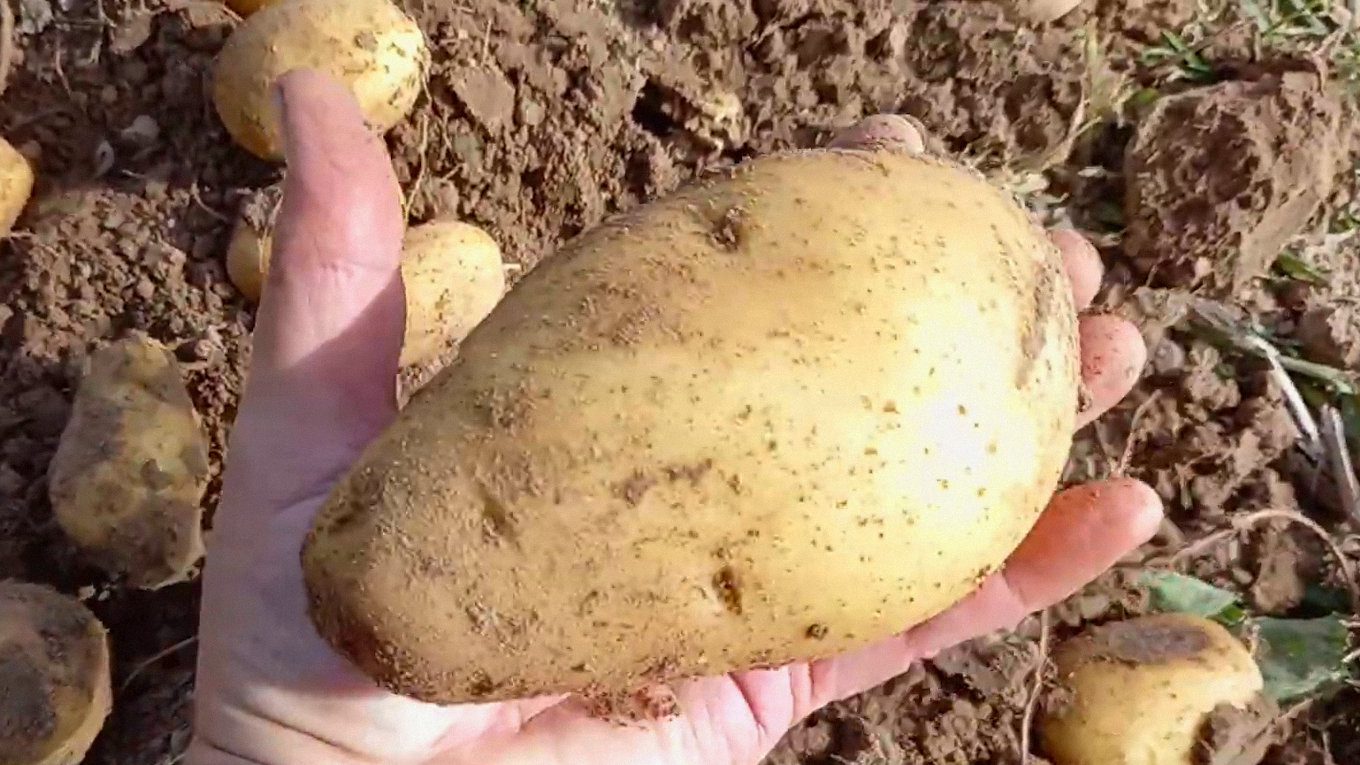 Агрономи порадили 4 найсмачніші сорти картоплі для смаження та пюре