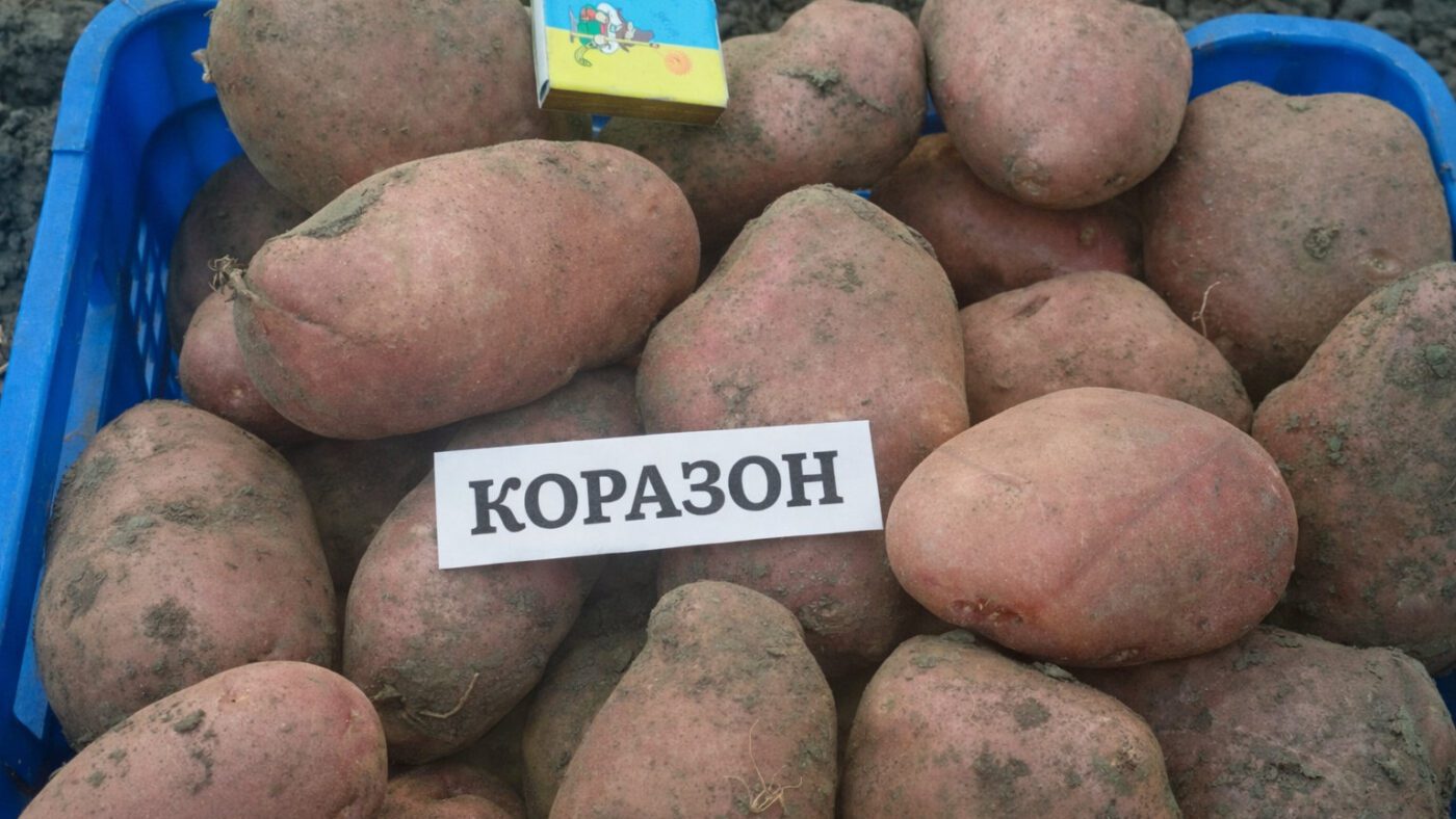 Агрономи порадили 4 найсмачніші сорти картоплі для смаження та пюре