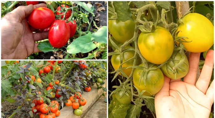 Агрономи розповіли, насіння яких 4 томатів дасть найкращий урожай у 2026 році