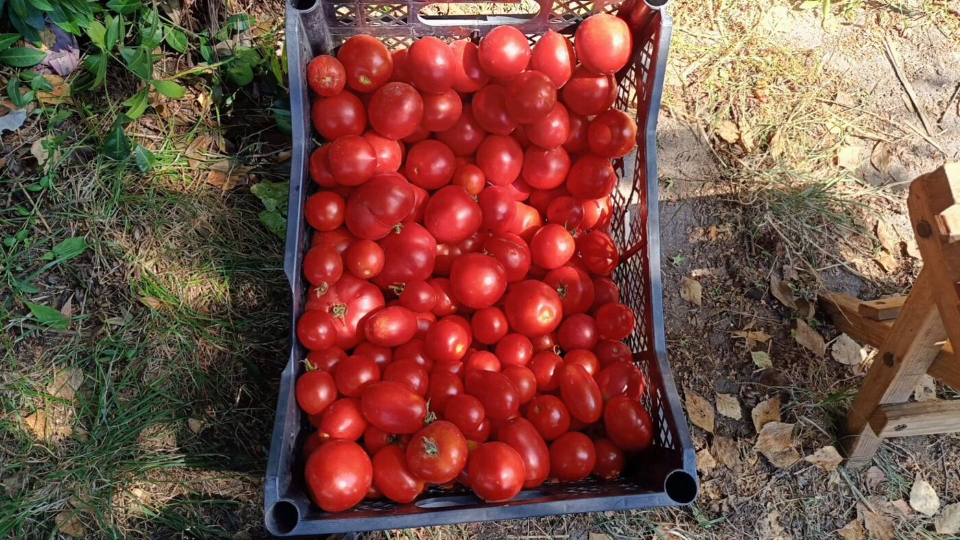 Городники назвали 4 найкращі сортові томати для відкритого ґрунту