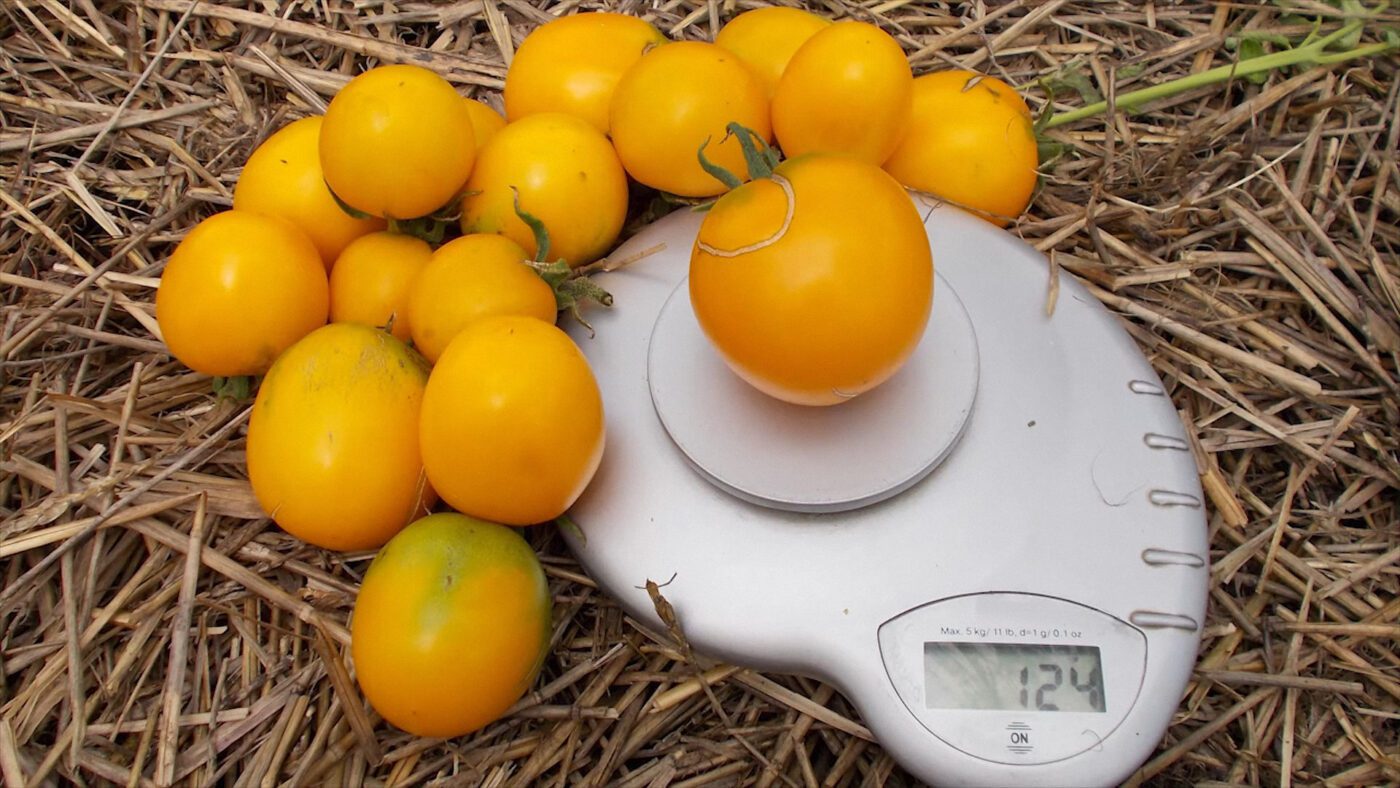 При гарному догляді Де Барао Золотий виростає до 120-150 г