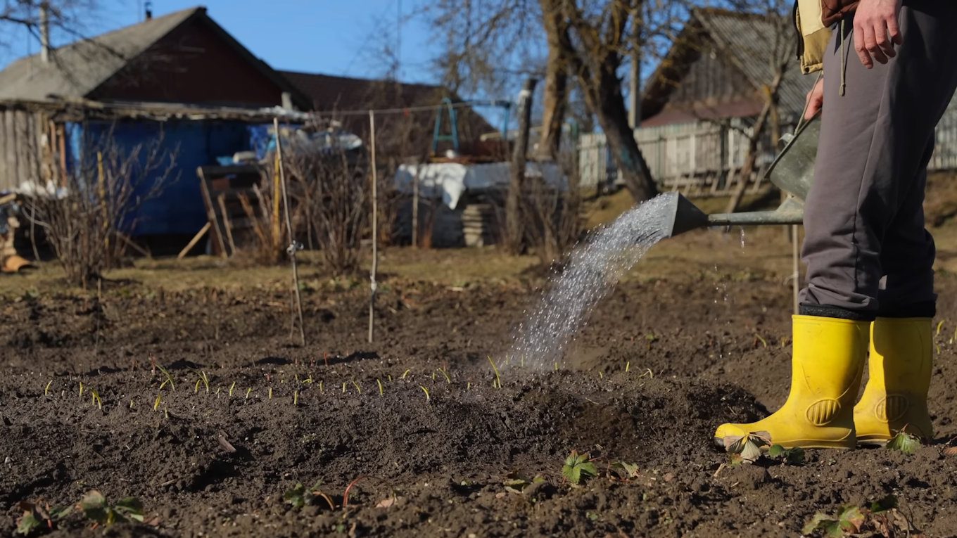 Вносити мінеральні добрива можна не лише у сухому вигляді, а й розчиненими у воді