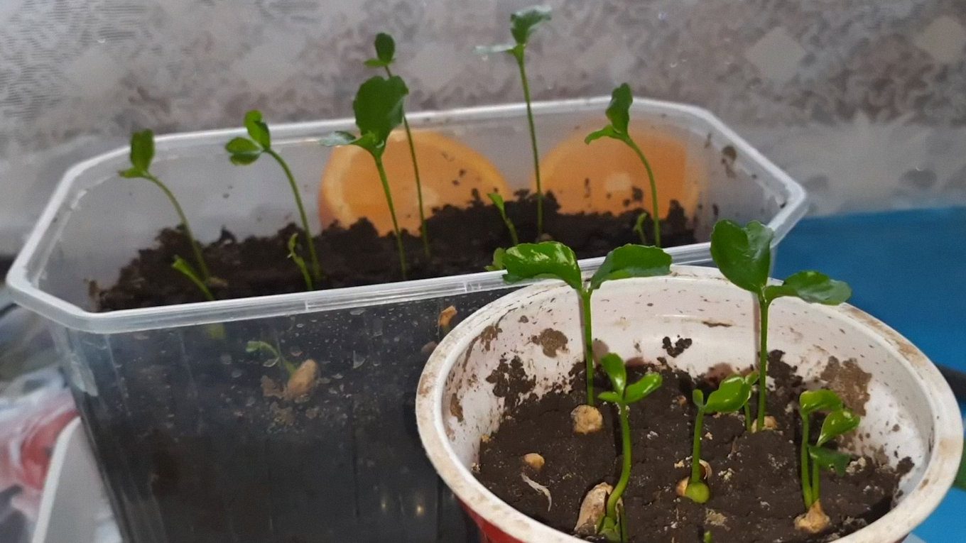 При вирощуванні з кісточки рослині майже завжди треба щеплення, щоб отримати гарні та смачні плоди