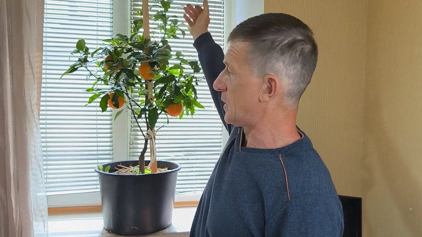 Якщо купуєте деревце, то перед висаджуванням у великий горщик дайте йому акліматизуватися у квартирі 1-2 тижні