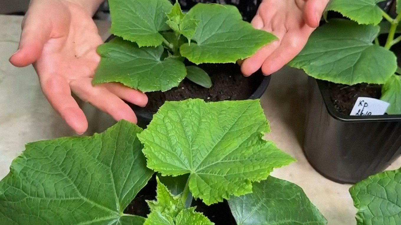 Городники пояснили, як формувати та вирощувати огірки у квартирі