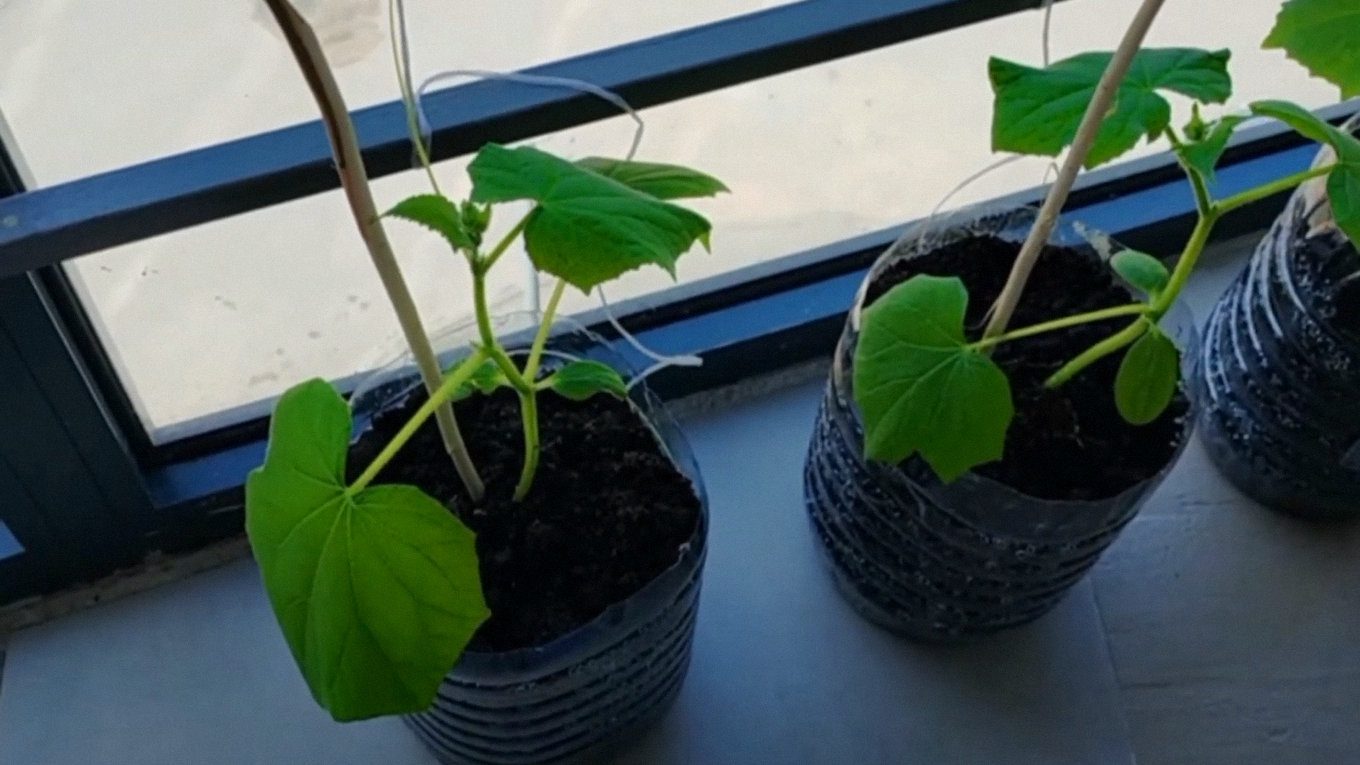 Городники пояснили, як формувати та вирощувати огірки у квартирі