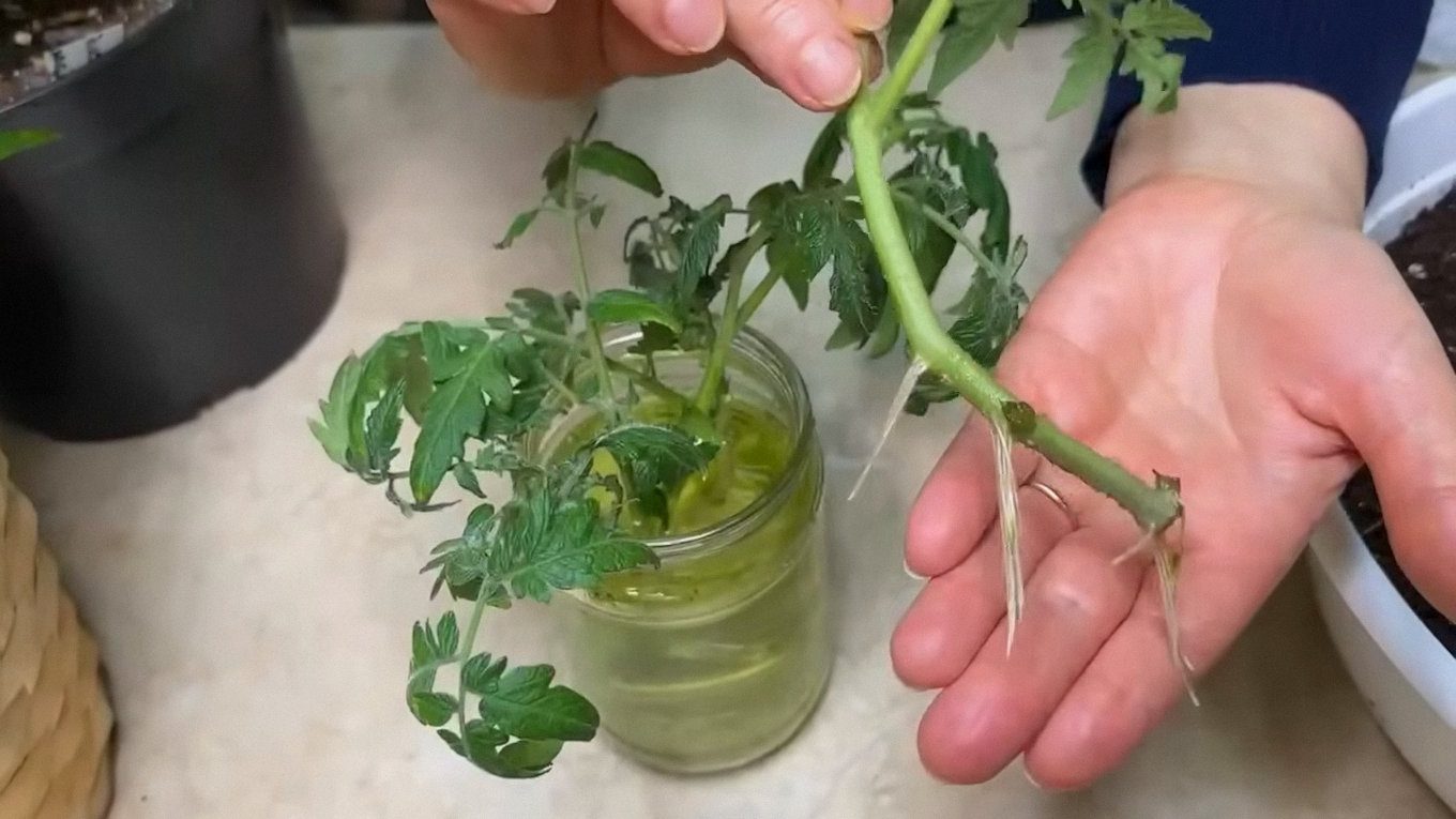 Живці томатів укорінюються за 7-10 днів і зацвітають через 3-5 тижнів