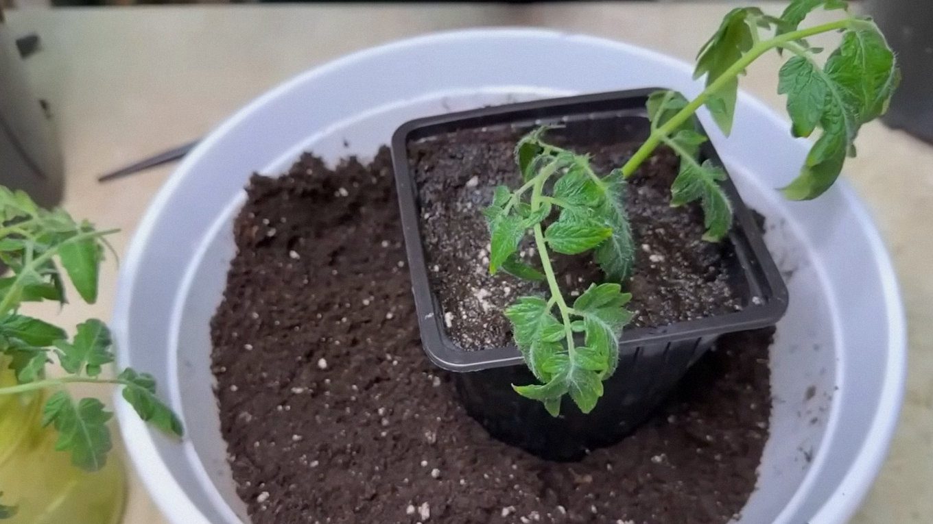 Живець висаджують у легкий, пухкий ґрунт, заглиблюючи 1-2 міжвузля