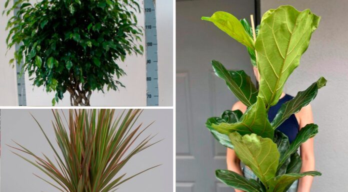 Кімнатні квіти замість різдвяної ялинки