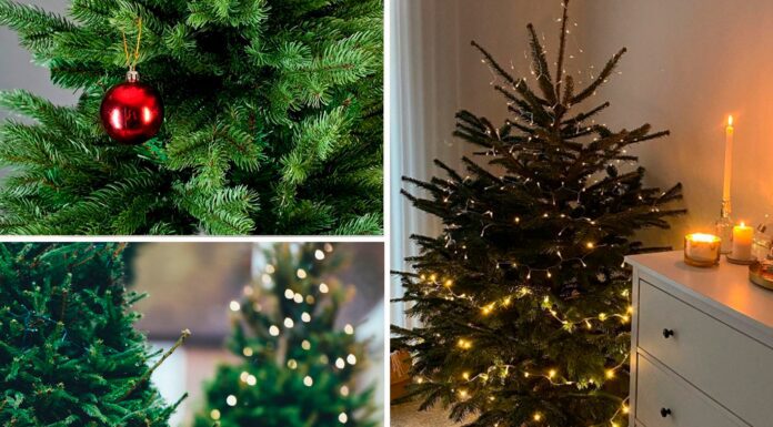 Принесла ялинку з базару, але в будинок відразу не несу: 1 хитрий трюк дозволяє деревцю стояти до лютого Як подовжити життя лісової красуні - різдвяної ялинки до лютого