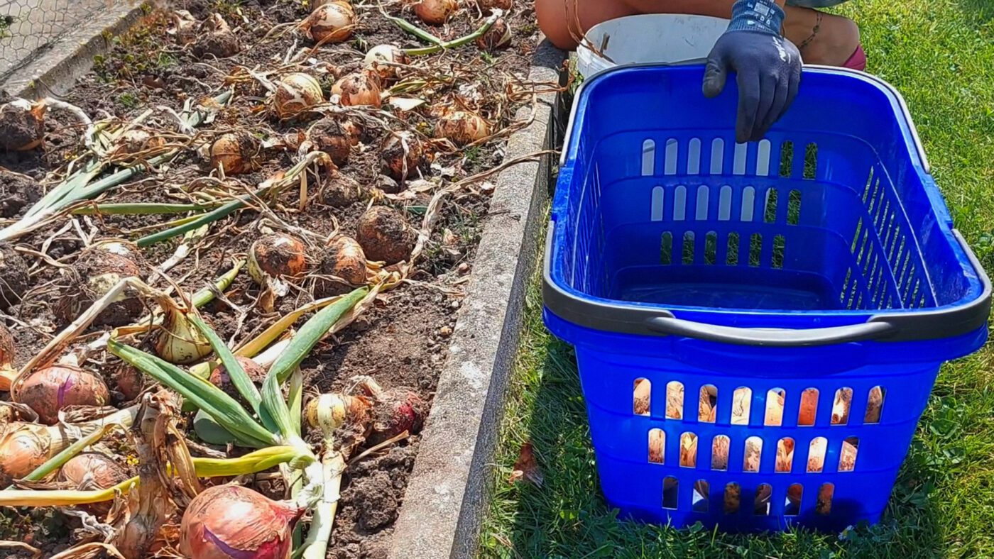 Підготовка цибулі до зберігання починається ще після збору врожаю