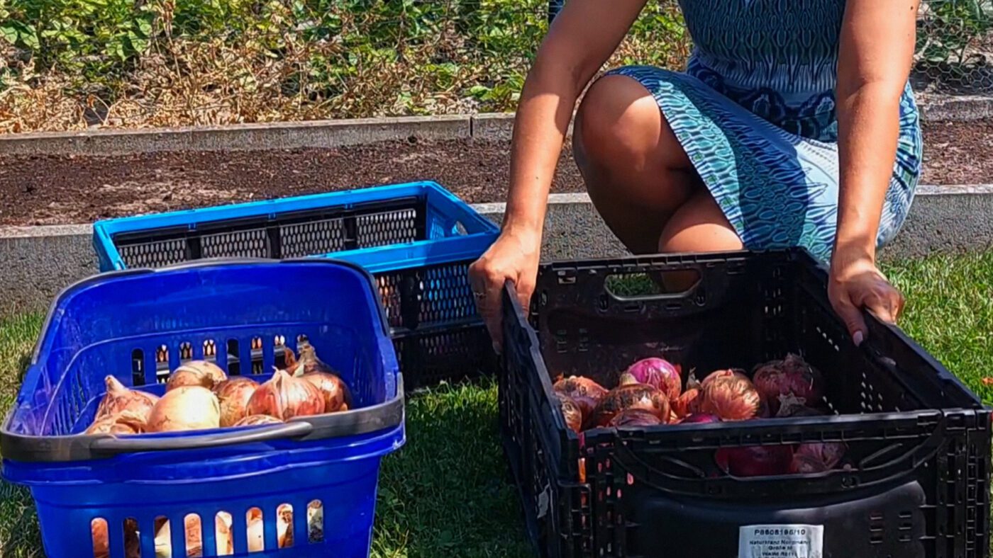 Сітки або пластикові ящики найкраще підходять для зберігання цибулі