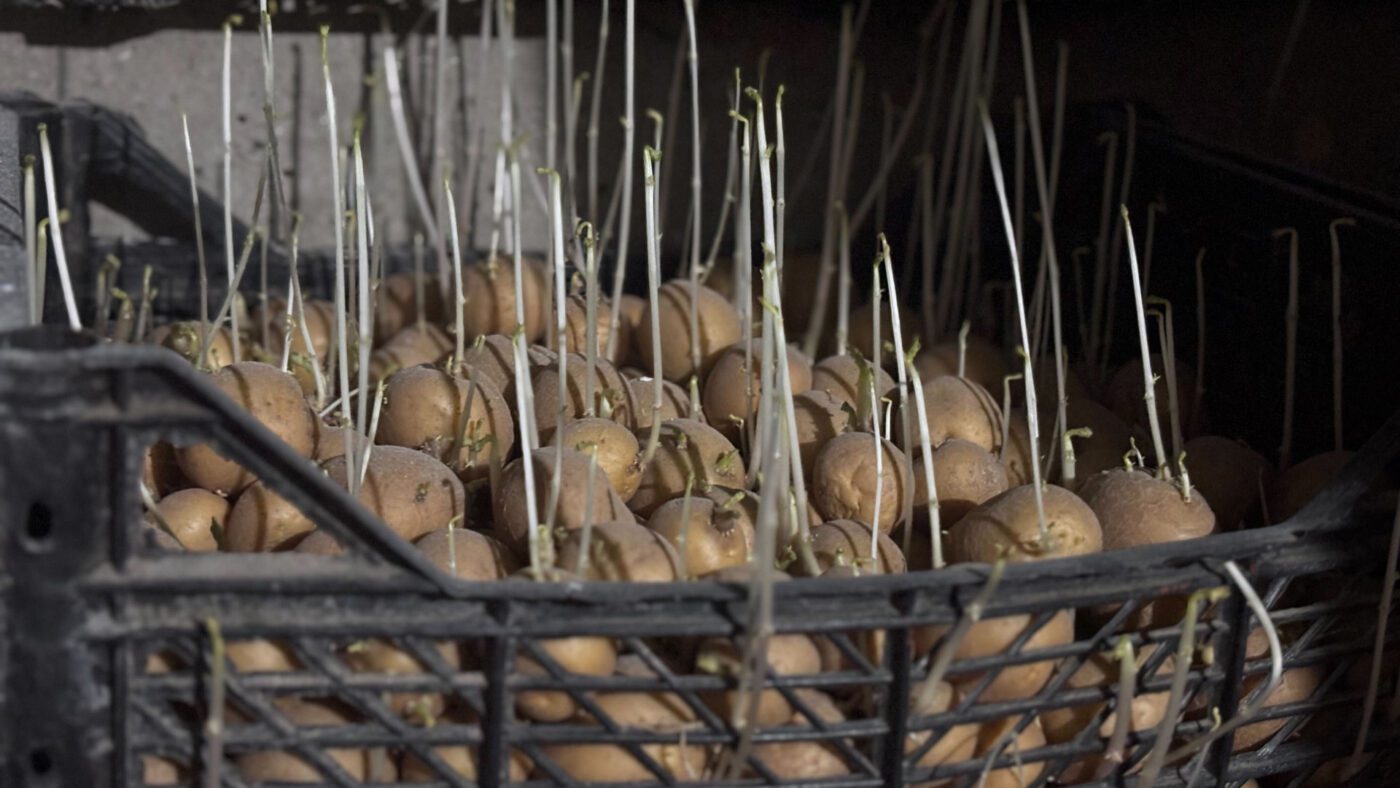 Через неправильне зберігання картопля дуже швидко проростає, зеленіє або гниє