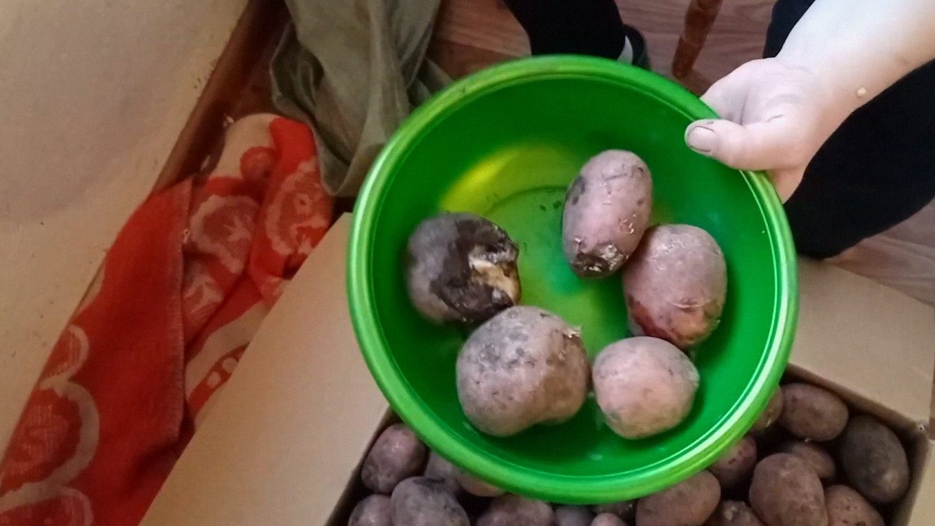 Всю неякісну картоплю одразу забирайте та викидайте або обрізайте для їжі