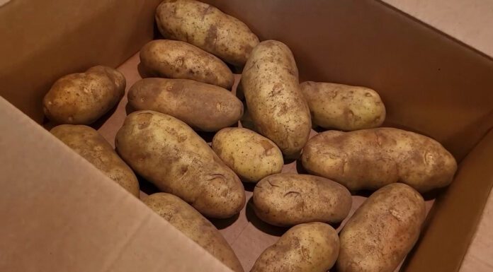 Зіпсувала не один мішок картоплі у квартирі, поки не знайшла спосіб, як зберегти бульбу до весни без погреба Городники пояснили, як зберігати картоплю у квартирі, щоб врожай лежав до весни