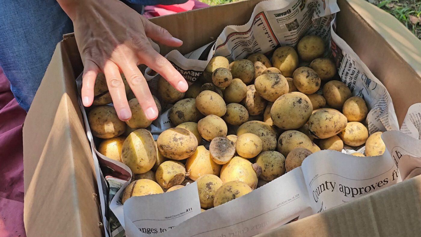 Городники пояснили, як зберігати картоплю у квартирі, щоб врожай лежав до весни