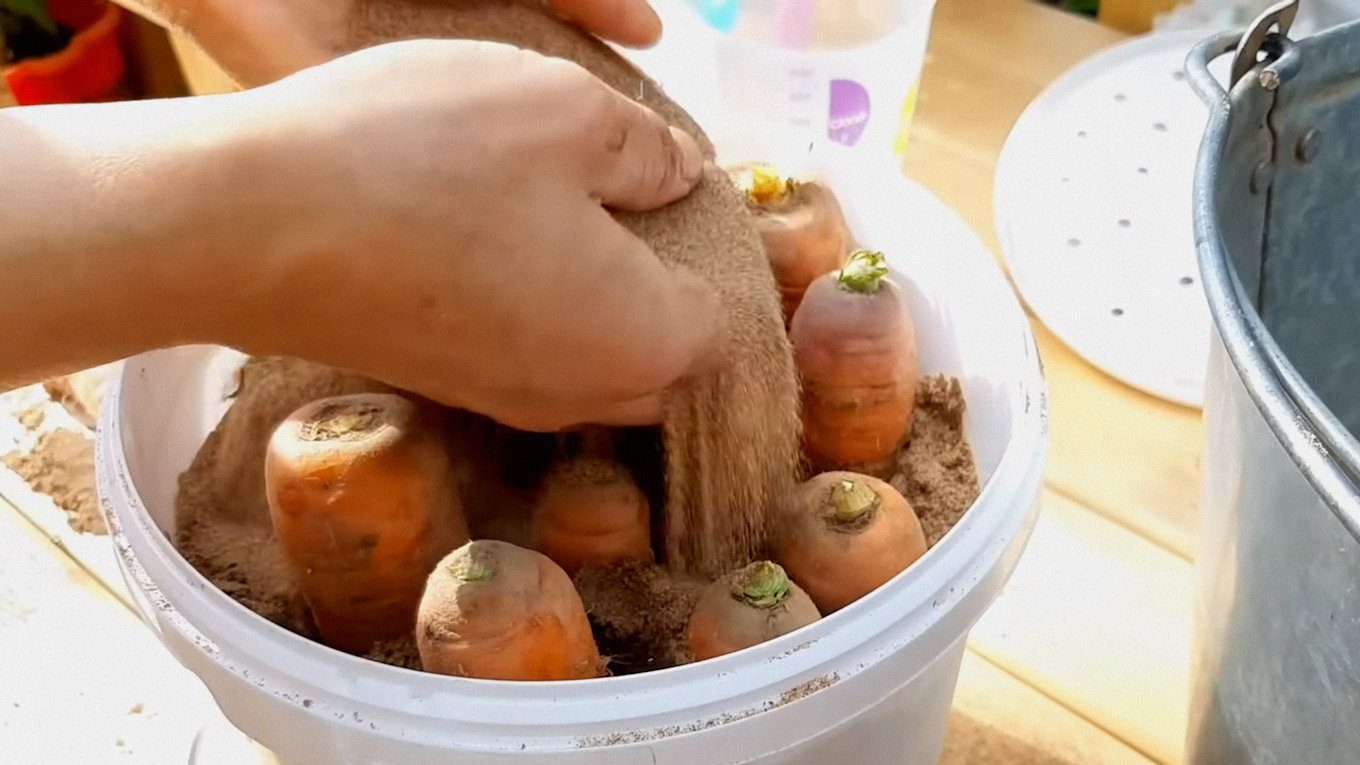 Моркву також можна зберігати у маленькому відрі, розміщуючи вертикально, щоб було зручніше контролювати