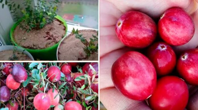 Поставила на балконі 3 діжки й висадила журавлину: поливаю ретельно й маю урожай з серпня по жовтень Як виростити журавлину на балконі