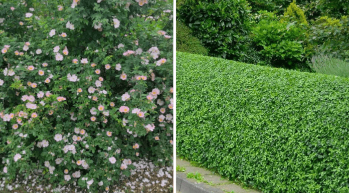 Посадила ці 2 кущі біля хати “для краси”, а отримала натуральний захист від вітру і пилу на весь сезон Як зробити захист від вітру, висадивши живопліт