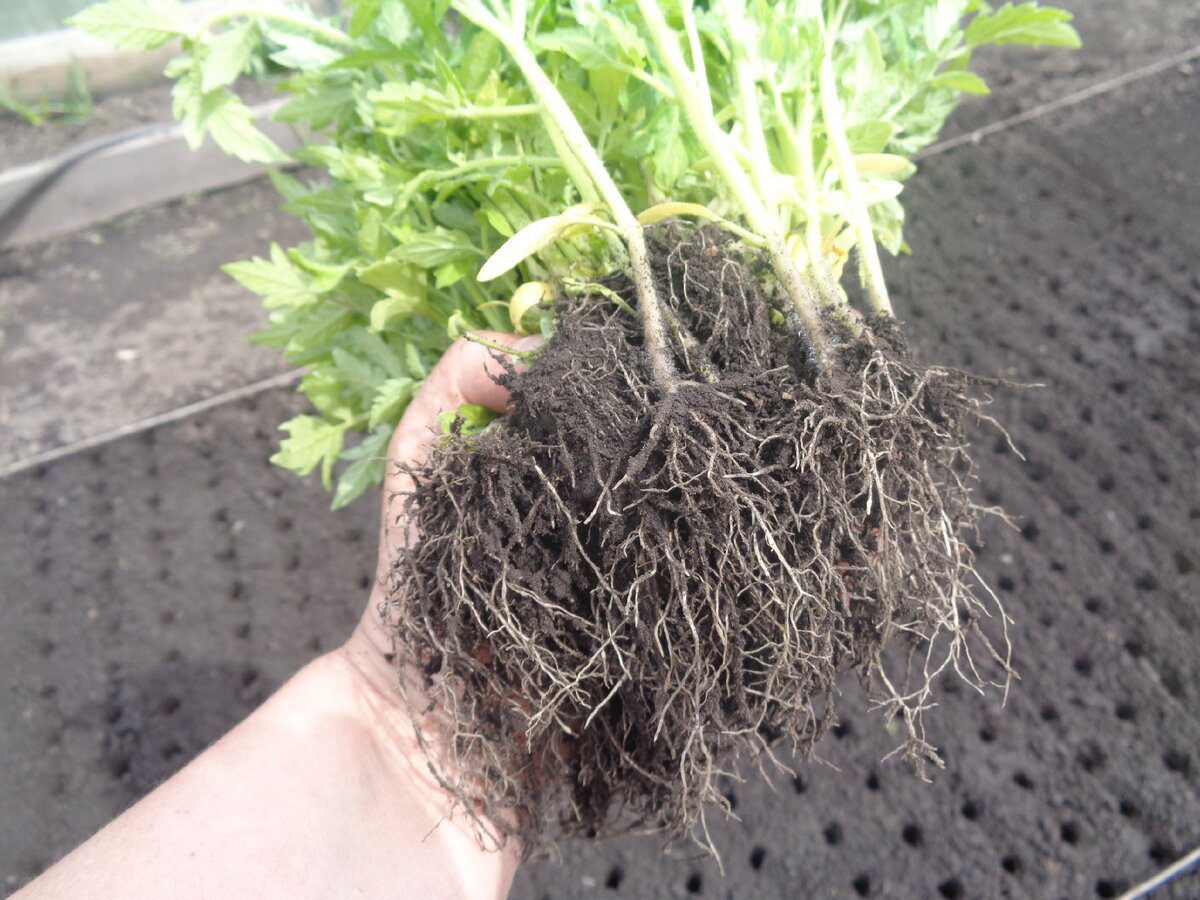 Експерти розповіли, як можна зміцнити розсаду після посадки простим і правильним доглядом