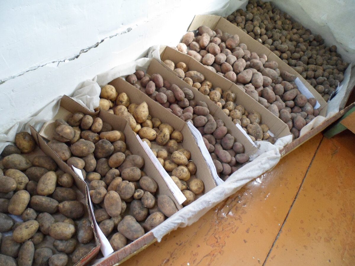 Городники розповіли, як зберігати картоплю взимку так, аби вона не псувалась до весни