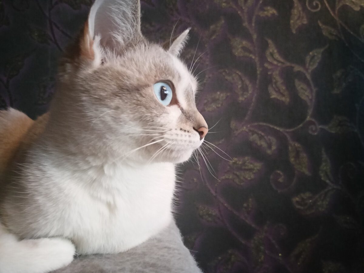 Експерти нарешті пояснили, чому коти постійно дивляться на двері та що це означає – причина