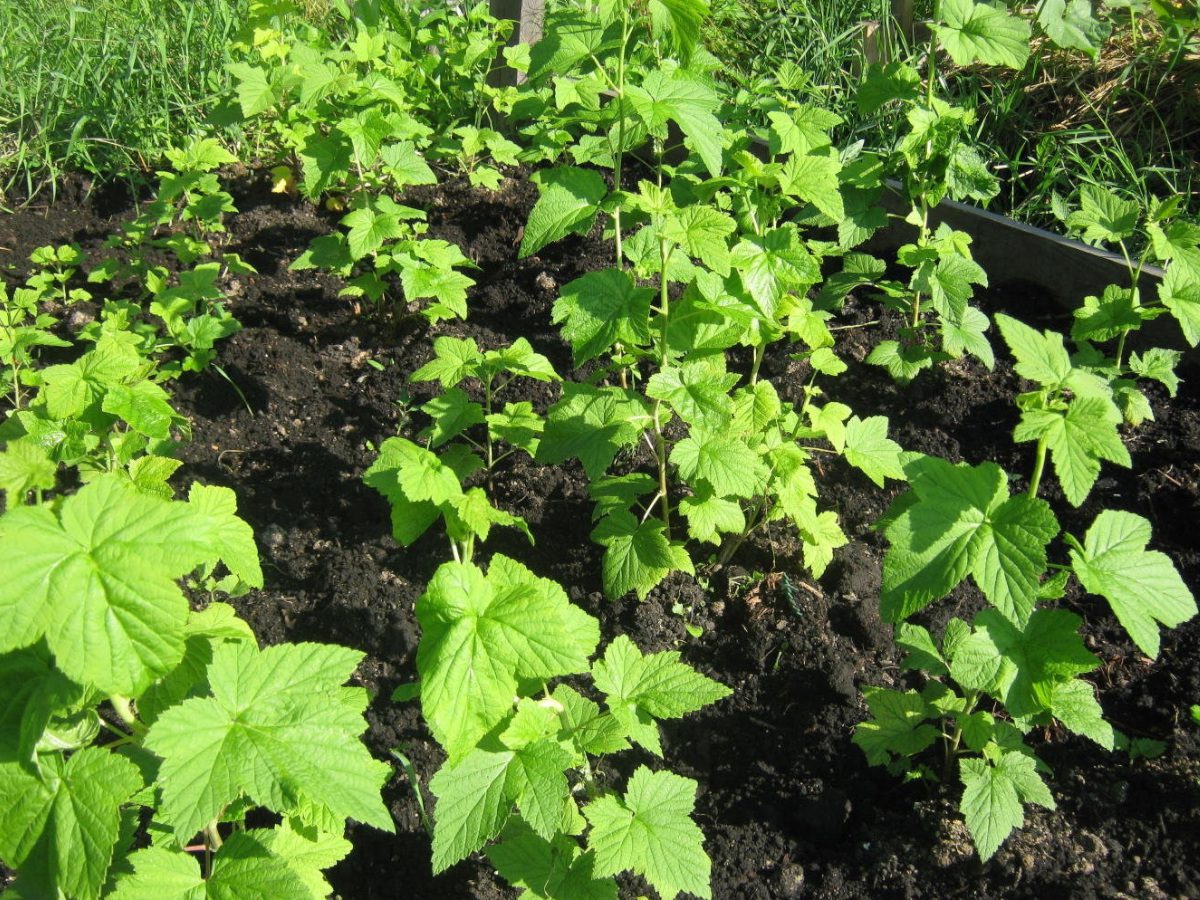 Експерти розповіли, як за погодою визначити ідеальний день для посіву розсади – проста порада