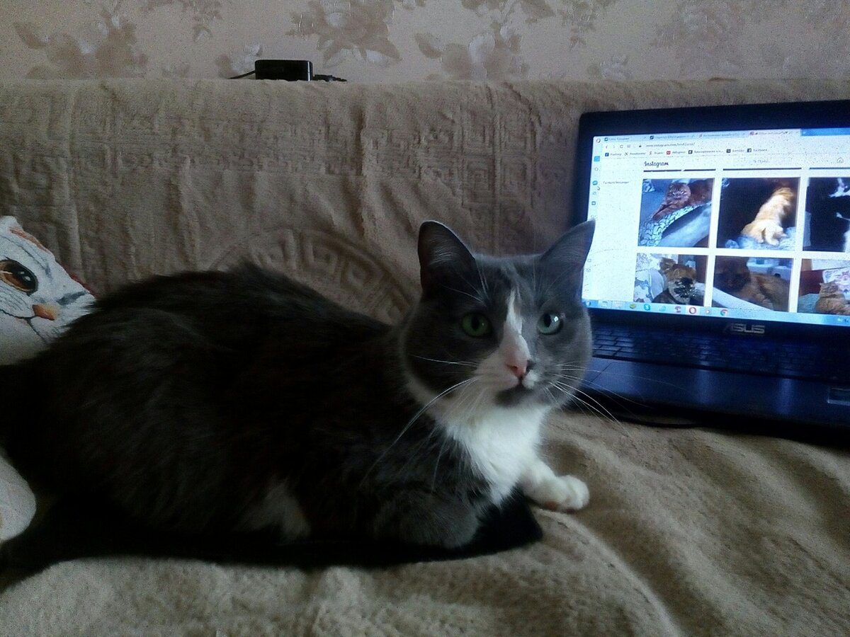 Експерти нарешті пояснили, чому коти постійно дивляться на двері та що це означає – причина