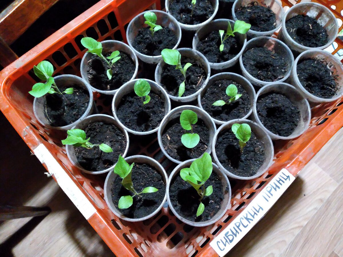 Експерти розповіли, як за погодою визначити ідеальний день для посіву розсади – проста порада