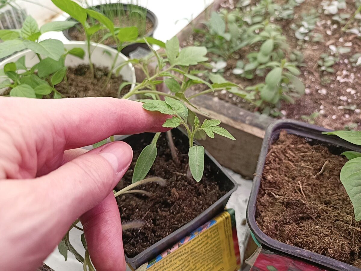Городники та садівники розповіли, коли сіяти розсаду, аби врожай був щедрим, смачним і лежким