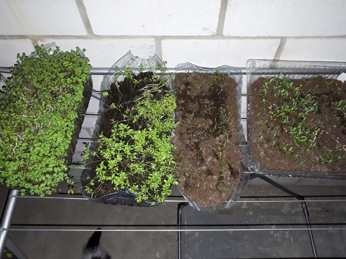 Садівники розповіли, на які природні ознаки орієнтуватись, обираючи дату для посіву розсади