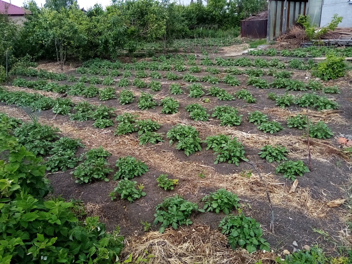 Експерти розповіли, чи потрібно удобрювати ґрунт взимку та яке підживлення використовувати