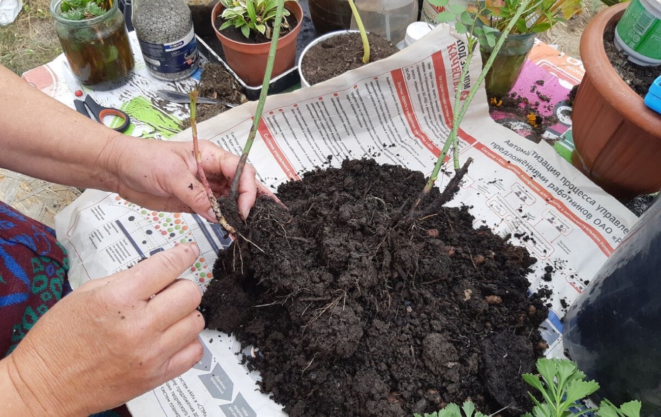 Садівники порадили, яке добриво використовувати для покращення якості ґрунту на ділянці