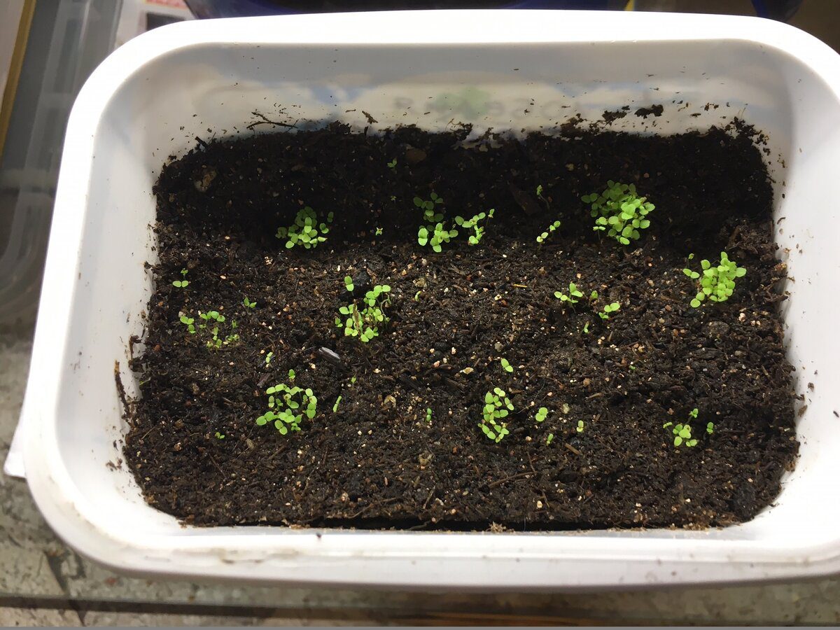 Експерти розповіли, як замочувати насіння для посіву на розсаду, аби вона росла міцною