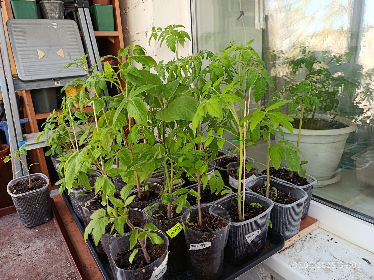 Садівники розповіли, на які природні ознаки орієнтуватись, обираючи дату для посіву розсади