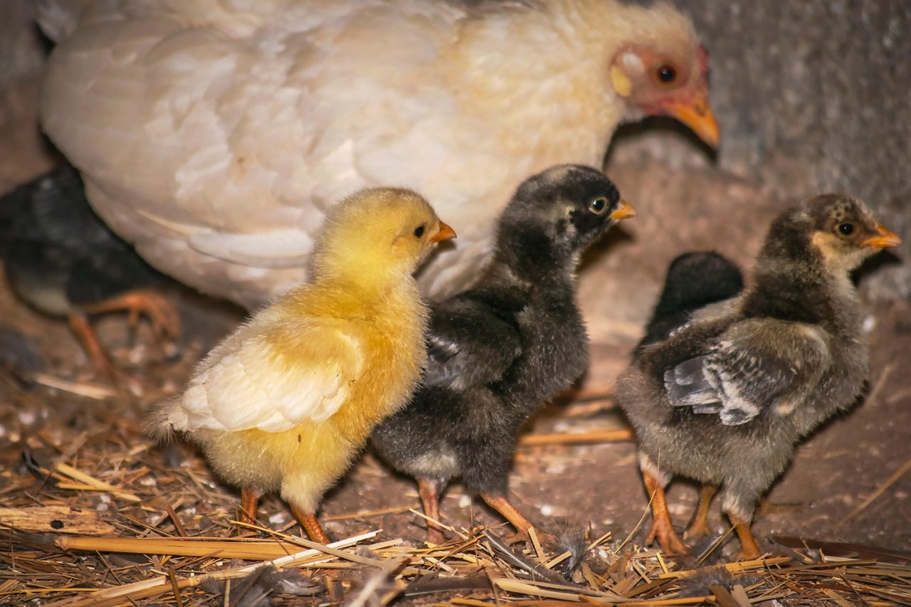 Експерти розповіли, як утеплити курник за допомогою простого лайфхаку в зимовий період