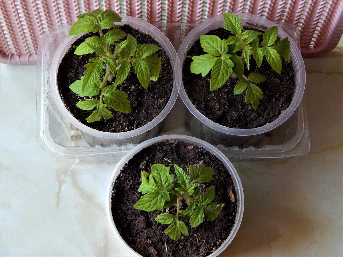 Експерти розповіли, як правильно доглядати за насінням після його посіву на розсаду без плівки