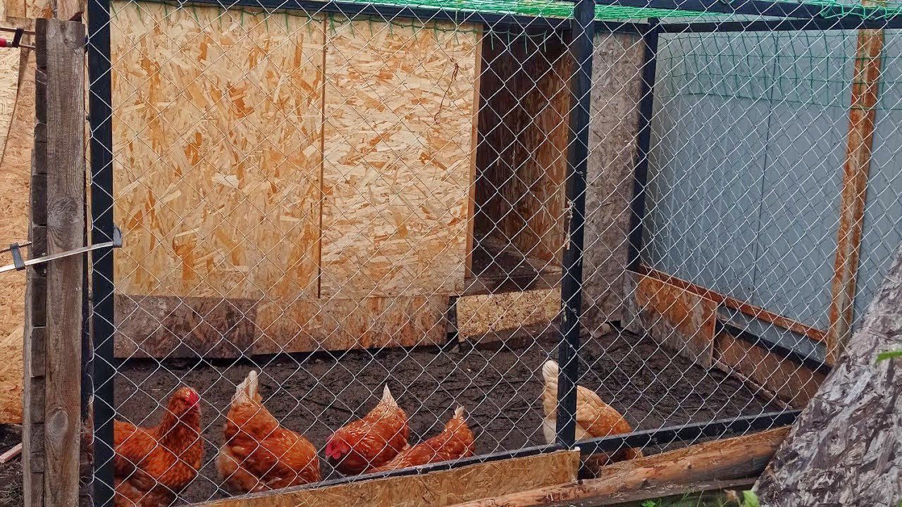 Експерти розповіли, як утеплити курник без особливих витрат для несучості курей взимку