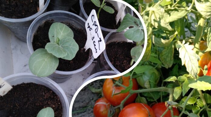 Як стимулювати зміцнення кореневища розсади