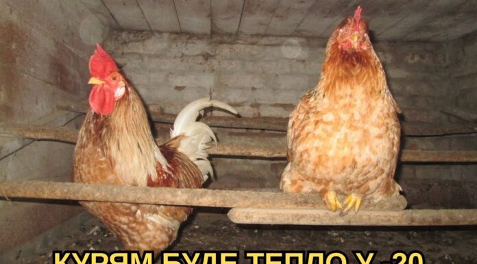 Кладу по 1 шару – і в курнику тепло так, наче опалення на максимумі: курочки несуть яйця лотками Як утеплити курник у зимовий період